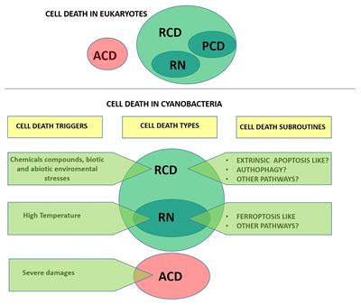 Cell Death in Cyanobacteria: Current Understanding and Recommendations for a Consensus on Its Nomenclature